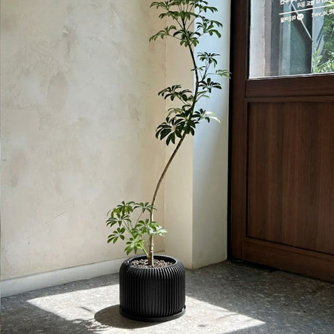 Potted plant on a black cylindrical pot against a beige wall with a wooden cabinet.