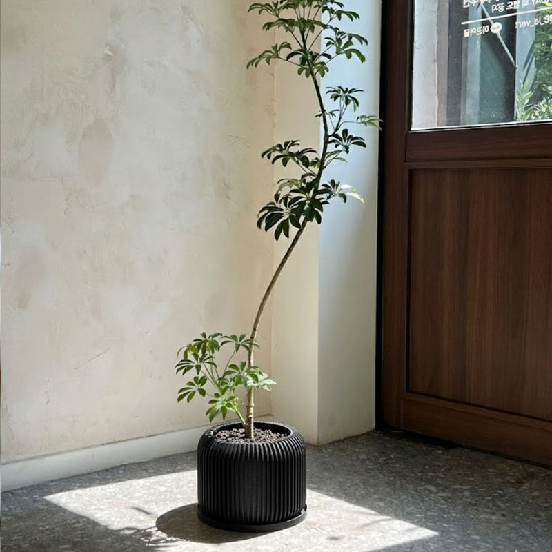 Potted plant on a black cylindrical pot against a beige wall with a wooden cabinet.