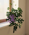 A purple planter pot with a green plant inside sitting on a window sill.