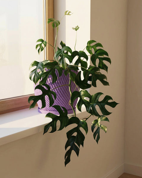 A purple planter pot with a green plant inside sitting on a window sill.