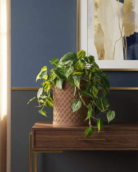 A Philodendron plant sits in a brown woven planter on a wooden table with a gold frame.