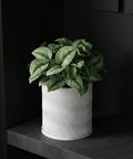 A white planter pot with a wavy design sits on a dark gray shelf, filled with a lush green plant.