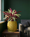 A vibrant Stromanthe plant in a yellow, textured planter sits on a wooden table next to a gray couch.