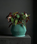 A vibrant pothos plant cascades from a teal, ridged planter pot, sitting atop a light wood shelf. The shelf also holds books and a geometric concrete object, with a window and white wall in the background.