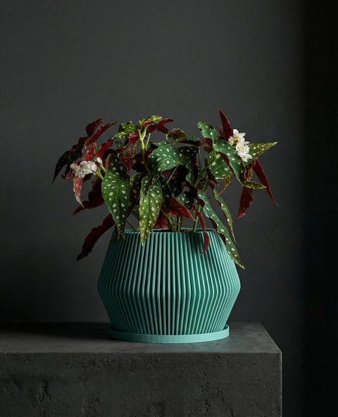 A vibrant pothos plant cascades from a teal, ridged planter pot, sitting atop a light wood shelf. The shelf also holds books and a geometric concrete object, with a window and white wall in the background.