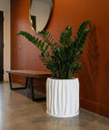 A potted Alocasia plant sits on a wooden shelf in front of a window. The plant is in a white, textured planter pot.