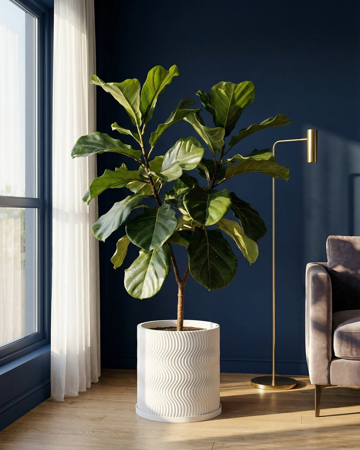 A fiddle-leaf fig tree in a white planter pot with a wavy design sits in a room with a blue wall. The pot is the focal point.