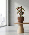 A brown planter pot with a plant on a wooden table in a room with a large window. The planter pot has a unique, textured design.
