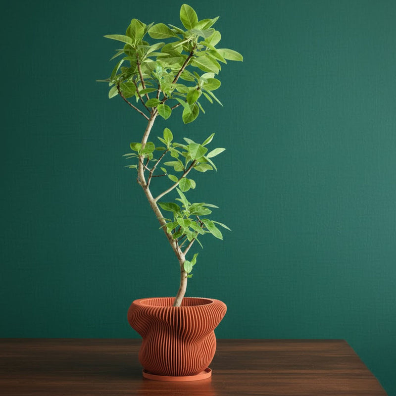 Terracotta Orange Mira