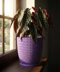 A begonia plant with spotted leaves sits in a purple woven planter pot on a wooden windowsill.