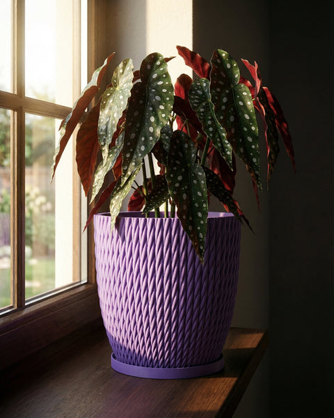 A begonia plant with spotted leaves sits in a purple woven planter pot on a wooden windowsill.