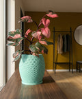 A Philodendron Pink Princess plant sits in a textured, light blue planter pot on a wooden surface. The background is a yellow wall.