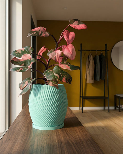 A Philodendron Pink Princess plant sits in a textured, light blue planter pot on a wooden surface. The background is a yellow wall.
