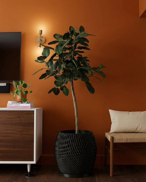 A tall plant in a black, textured planter pot sits on a dark wooden floor. The pot has a unique, swirling pattern.