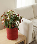 A red planter pot with a wavy design sits on a wooden table next to a beige couch. The pot contains a plant with green and red leaves and white flowers.