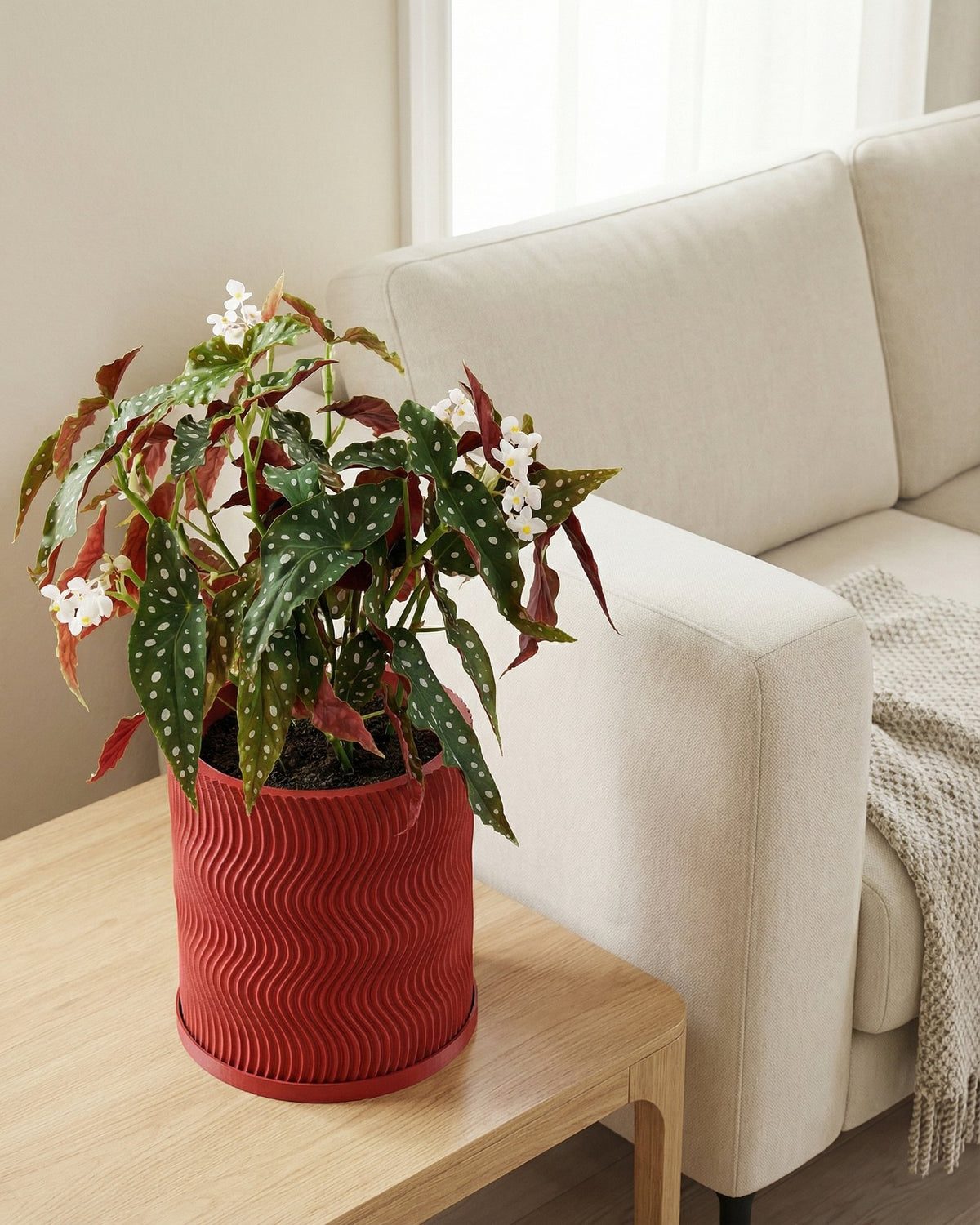 A red planter pot with a wavy design sits on a wooden table next to a beige couch. The pot contains a plant with green and red leaves and white flowers.
