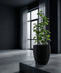 A black planter pot with a green plant inside, sitting on a gray platform in front of a window with sheer curtains.