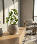 A modern, ribbed planter pot with a Swiss cheese plant sits on a wooden cabinet in a sunlit room.