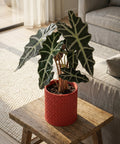 A vibrant red woven planter pot sits on a rustic wooden stool, showcasing a lush green plant with striking white veins.