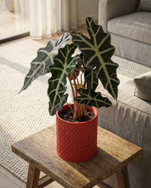 A vibrant red woven planter pot sits on a rustic wooden stool, showcasing a lush green plant with striking white veins.