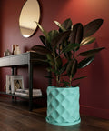 A Ficus Elastica plant in a light blue planter pot with a geometric pattern sits on a dark wood floor.