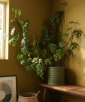 A large Monstera plant in a green, ribbed planter pot sits on a wooden table next to a window and a woven basket.
