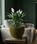A peace lily in a modern, olive green planter pot sits on a dark wood table in a living room setting. The sofa is visible in the background.