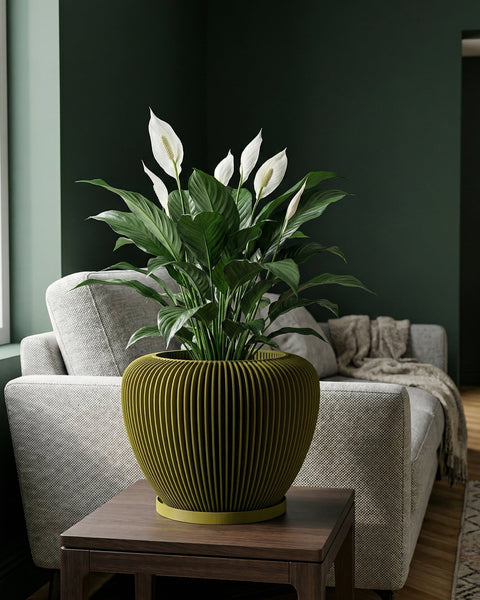 A peace lily in a modern, olive green planter pot sits on a dark wood table in a living room setting. The sofa is visible in the background.