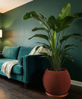 A large bird of paradise plant in a ribbed, terracotta-colored planter pot sits next to a teal velvet couch with a cream-colored throw blanket.