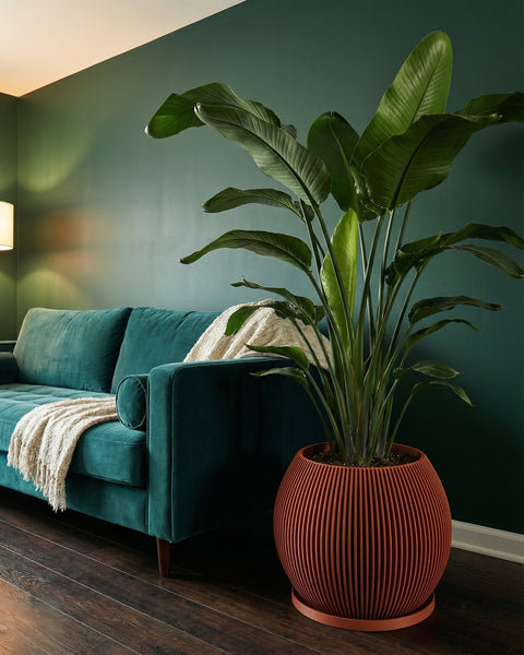 A large bird of paradise plant in a ribbed, terracotta-colored planter pot sits next to a teal velvet couch with a cream-colored throw blanket.