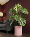 A Monstera plant in a pink planter pot sits next to a gray couch in a room with dark red walls.