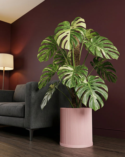 A Monstera plant in a pink planter pot sits next to a gray couch in a room with dark red walls.