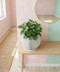 A planter pot with a plant in it is on a wooden table. The pot is white and has a ribbed design. The plant has large, green and pink leaves. In the background, there is a window with white curtains and a gray chair.