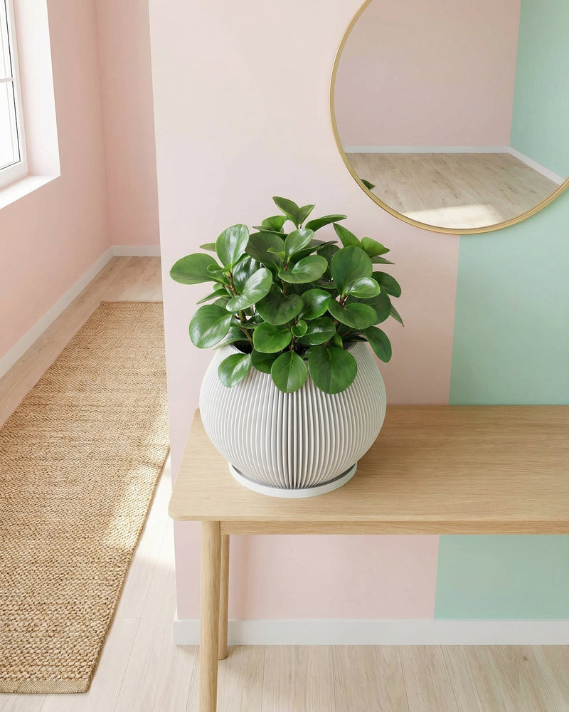 A planter pot with a plant in it is on a wooden table. The pot is white and has a ribbed design. The plant has large, green and pink leaves. In the background, there is a window with white curtains and a gray chair.
