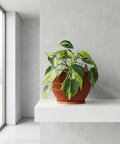 A Philodendron plant in a brown planter pot sits on a white shelf in a modern, minimalist room.