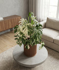 A variegated Monstera plant sits in a brown, ribbed planter pot on a round, concrete coffee table.