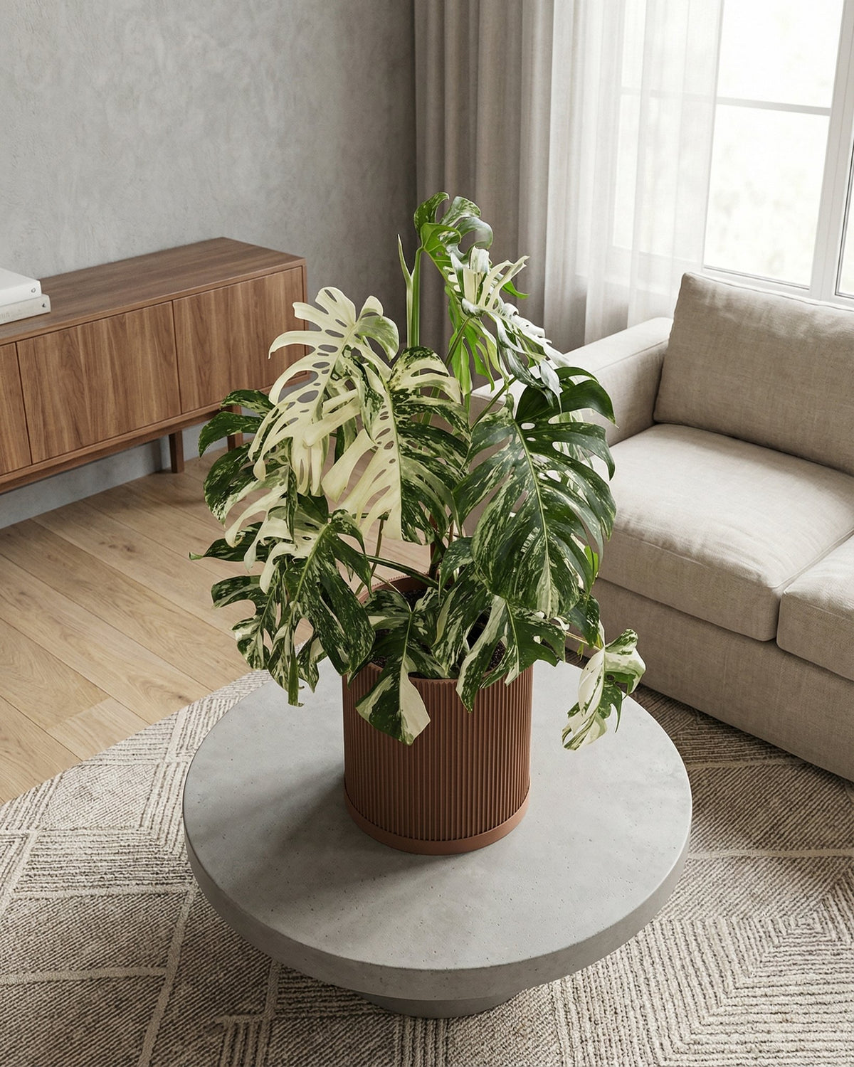 A variegated Monstera plant sits in a brown, ribbed planter pot on a round, concrete coffee table.