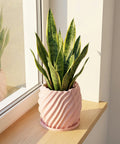 A snake plant in a pink, spiral-designed planter pot sits on a wooden shelf next to a window.