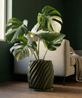 A variegated Monstera plant in a green, twisted-design planter pot sits on a wooden floor in front of a gray couch.