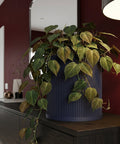 A Philodendron plant in a navy blue ribbed planter pot sits on a dark wood cabinet against a red wall.