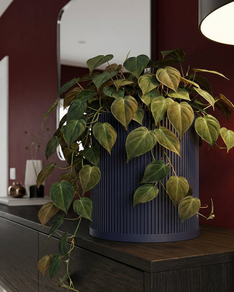 A Philodendron plant in a navy blue ribbed planter pot sits on a dark wood cabinet against a red wall.