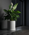 A peace lily in a white, vertically ribbed planter pot sits on a gray surface against a dark gray wall and window frame.