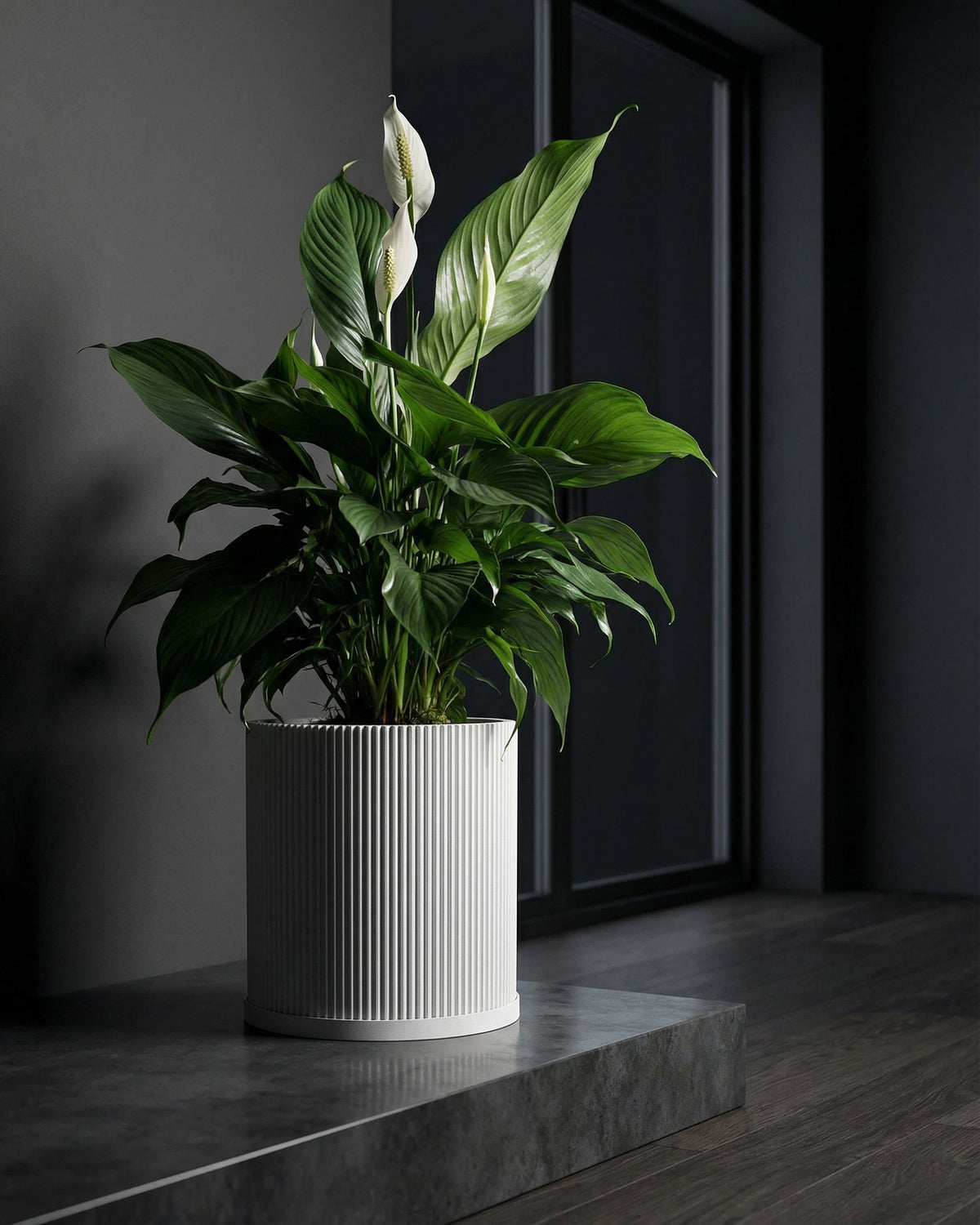 A peace lily in a white, vertically ribbed planter pot sits on a gray surface against a dark gray wall and window frame.