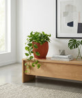 A fiddle leaf fig plant in a textured orange planter pot sits on a wooden table against a green wall.