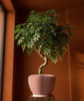 A Schefflera plant in a pink, vertically ribbed planter pot sits on a wooden stand against a warm, terracotta-colored wall.