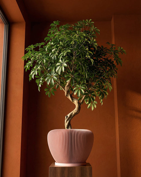 A Schefflera plant in a pink, vertically ribbed planter pot sits on a wooden stand against a warm, terracotta-colored wall.