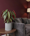 A begonia plant in a gray planter pot sits on a wooden side table next to a gray couch with pillows against a dark red wall.