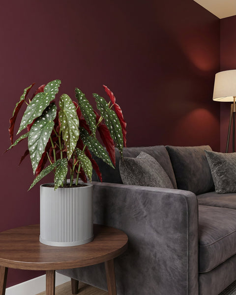 A begonia plant in a gray planter pot sits on a wooden side table next to a gray couch with pillows against a dark red wall.