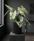 A tall plant in a black, textured planter pot sits on a dark wooden floor. The pot has a unique, swirling pattern.