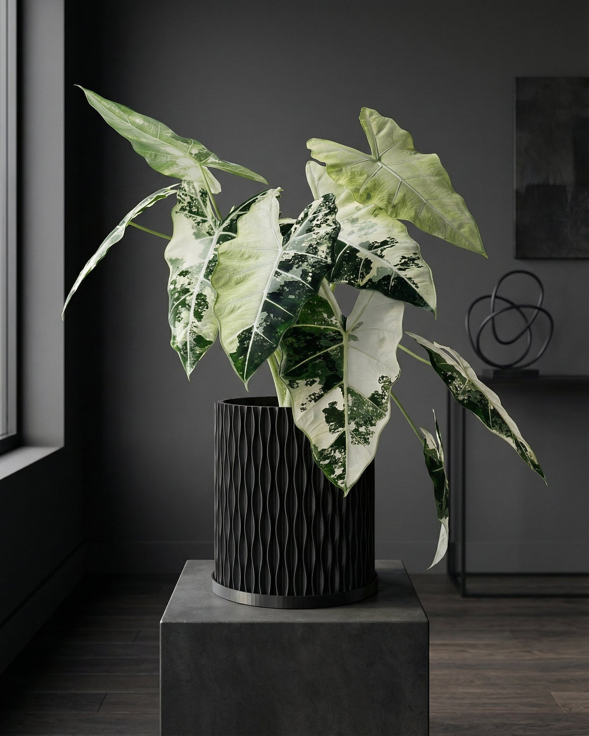 A tall plant in a black, textured planter pot sits on a dark wooden floor. The pot has a unique, swirling pattern.